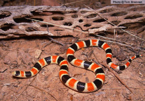 Coral snake, Diet, Size, Rhyme, & Facts