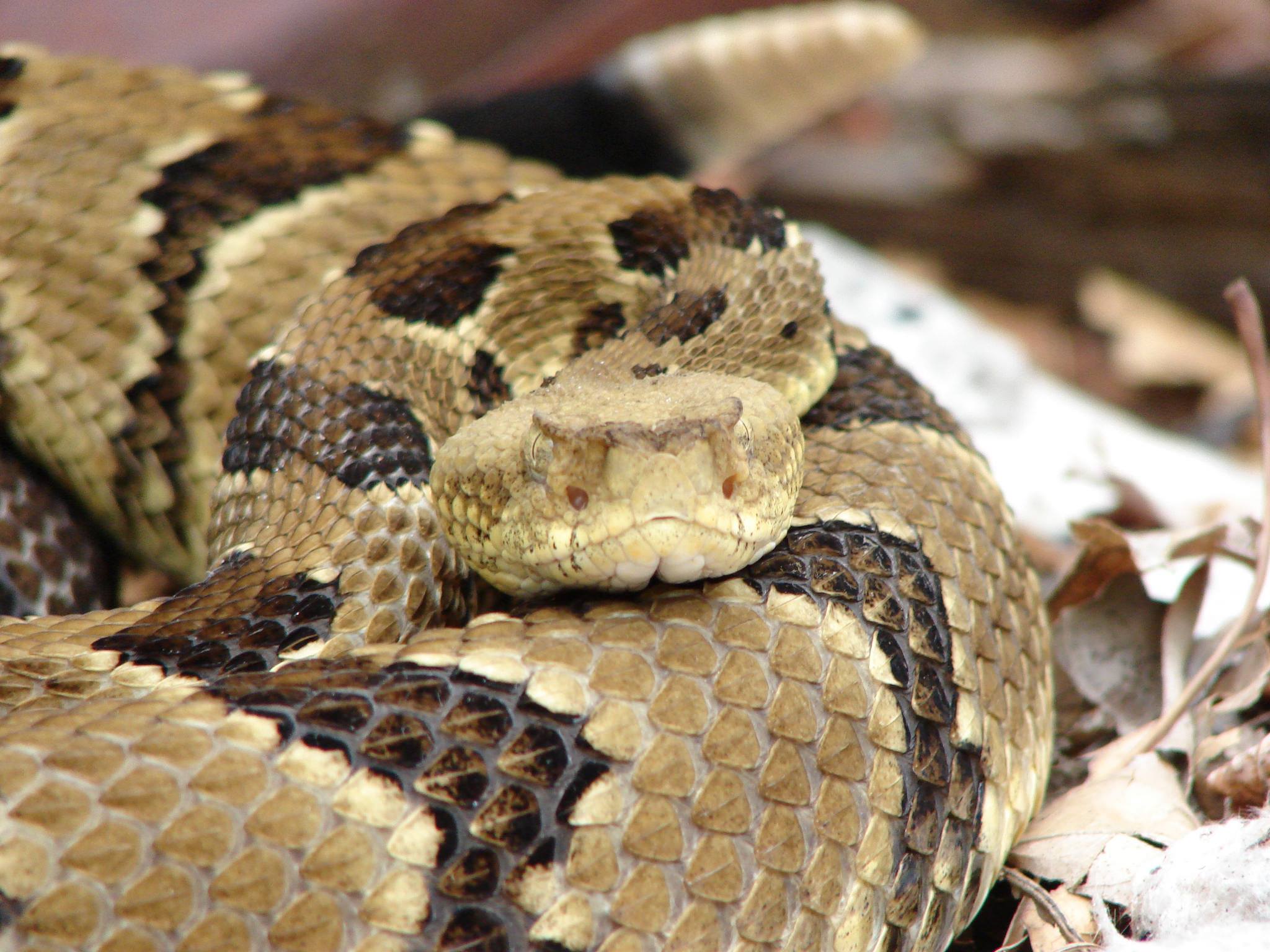 snakebite-management-in-hospital-pit-vipers-wild-snakes