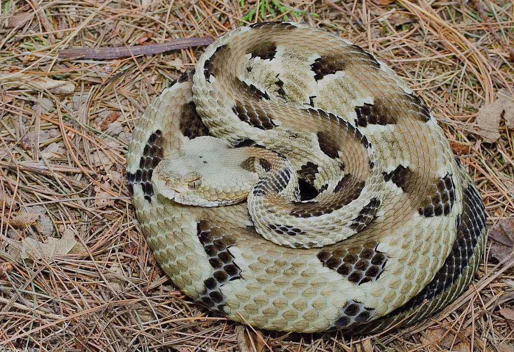 Timber Rattlesnake (Crotalus horridus) © John White - Virginia Herpetological Society