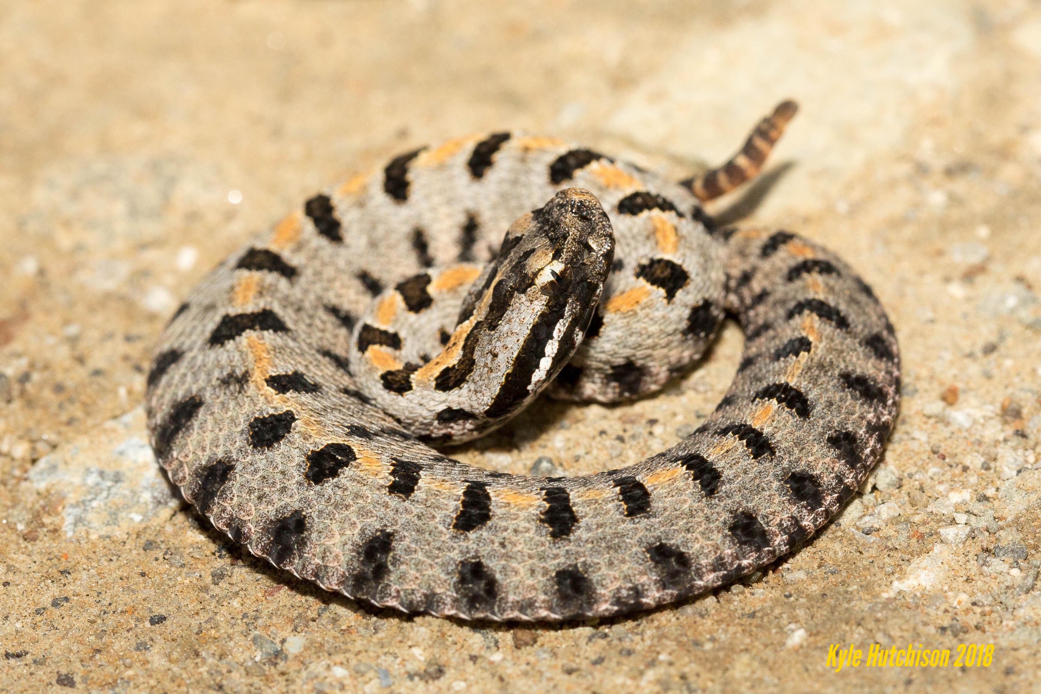 Are Baby Rattlesnakes Really More Dangerous Than Adults? – Wild Snakes ...