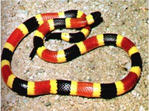 scarlet king snake vs coral snake