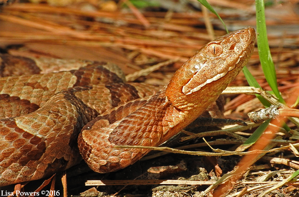 A. contortrix © Lisa Powers/Froghaven Farm