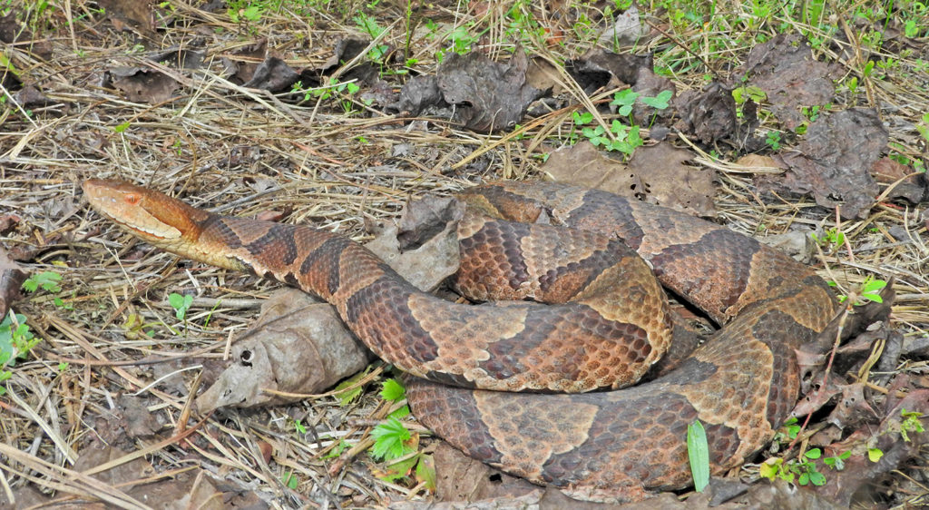 A. contortrix © Lisa Powers/Froghaven Farm