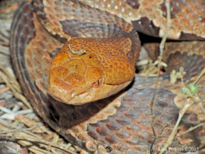 A. contortrix © Lisa Powers/Froghaven Farm