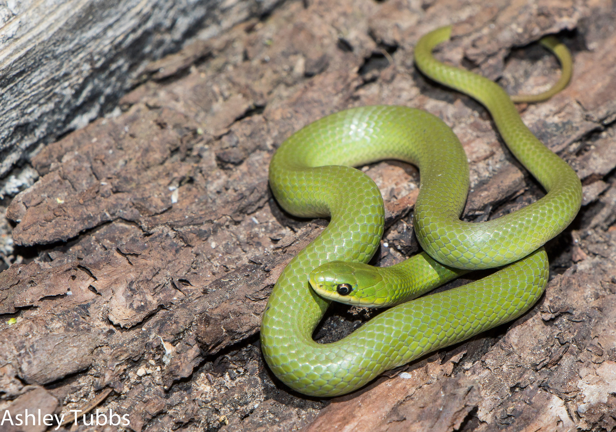 Wild File Q & A: How can snakes climb trees? » CREW Land & Water Trust