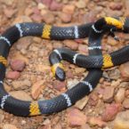 Elapid Educational Links