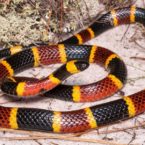 Introduction to New World Coralsnakes