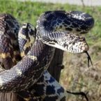 Colubrid Spotlight : Bullsnake (Pituophis catenifer sayi)