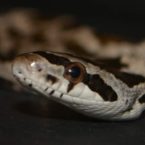 Juvenile Ratsnakes (Pantherophis)