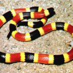 Coralsnake Envenomations