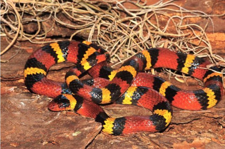 Coralsnake Envenomations – Wild Snakes : Education and Discussion