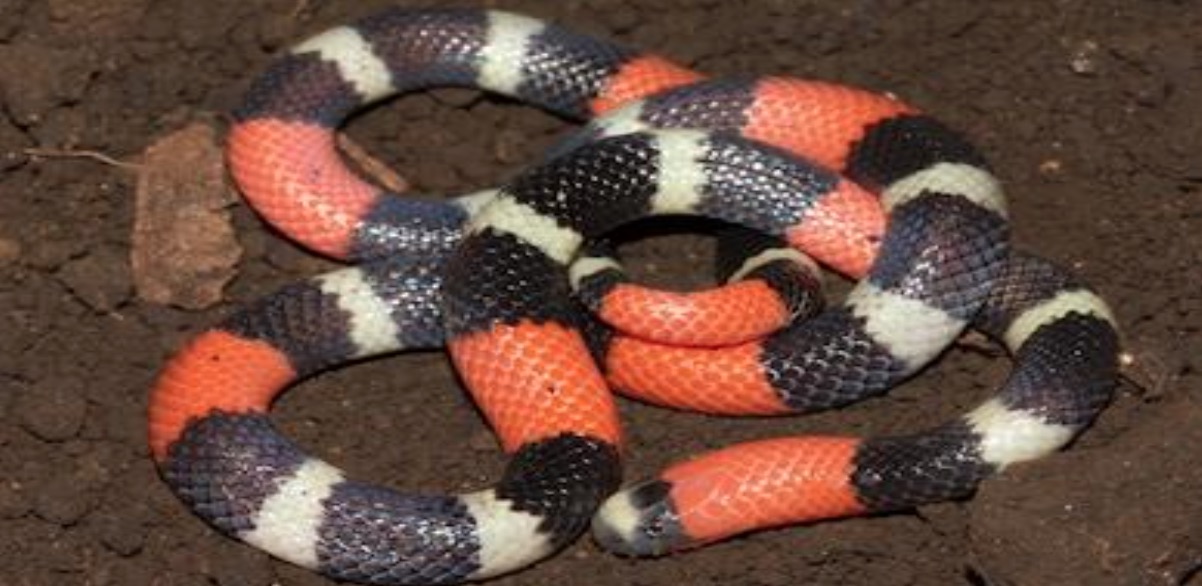 Coralsnake Envenomations – Wild Snakes : Education and Discussion