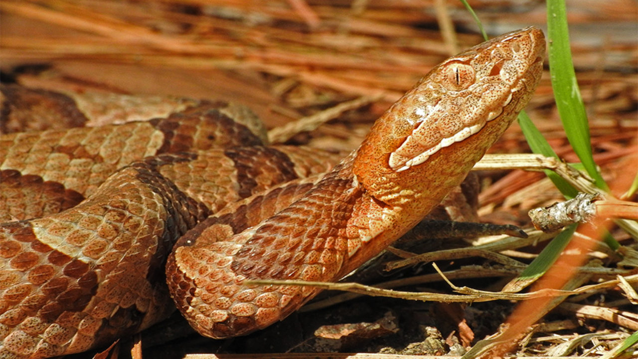 copperhead snake fangs