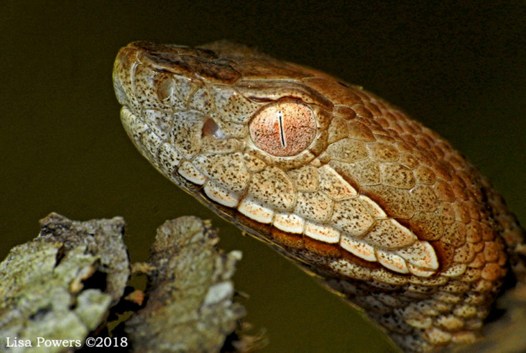 The Seriousness of a Copperhead Envenomation – Wild Snakes : Education ...