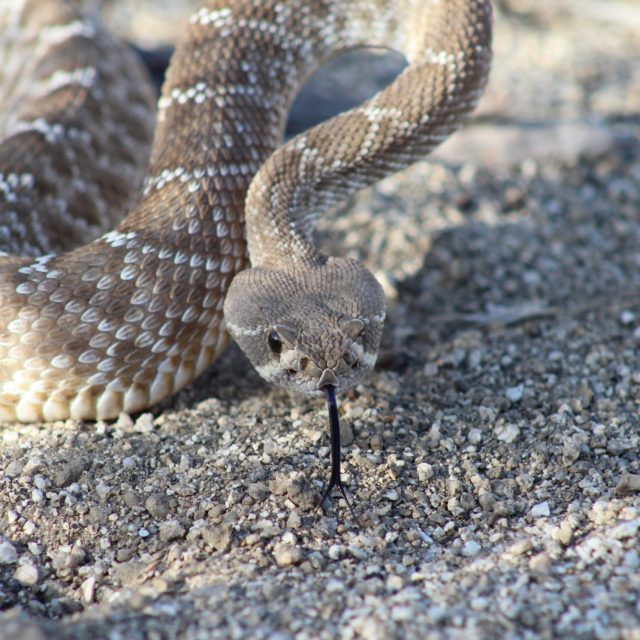 Are Baby Rattlesnakes Really More Dangerous than Adults? – Wild Snakes ...