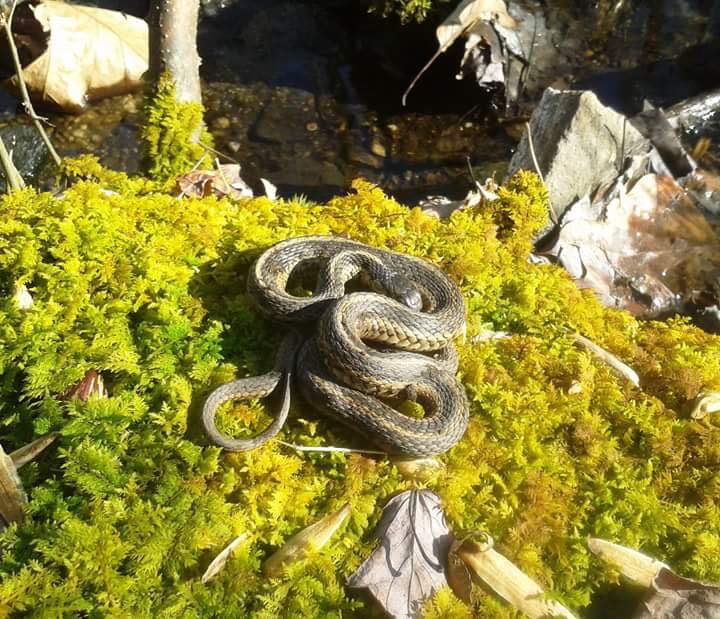 Eastern Gartersnake (Thamnophis sirtalis ) on New Years day in Pennsylvania. Found and photographed by staff Bill Rulon-Miller.