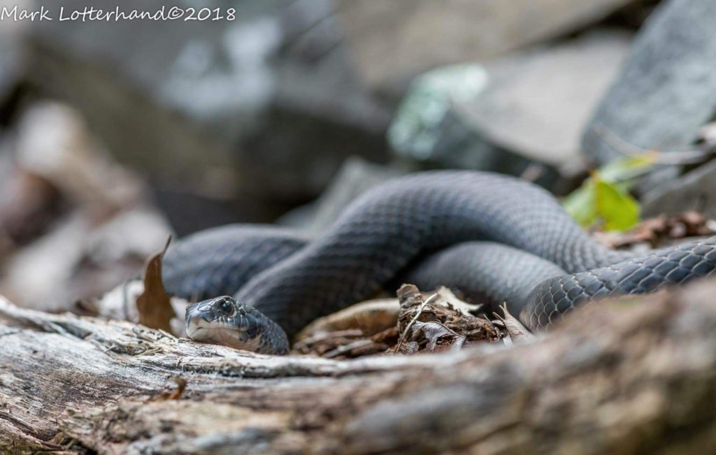 Northern Black Racer (Coluber constrictor) found at a multi species den site in Connecticut October 2018, Mark Lotterhand.