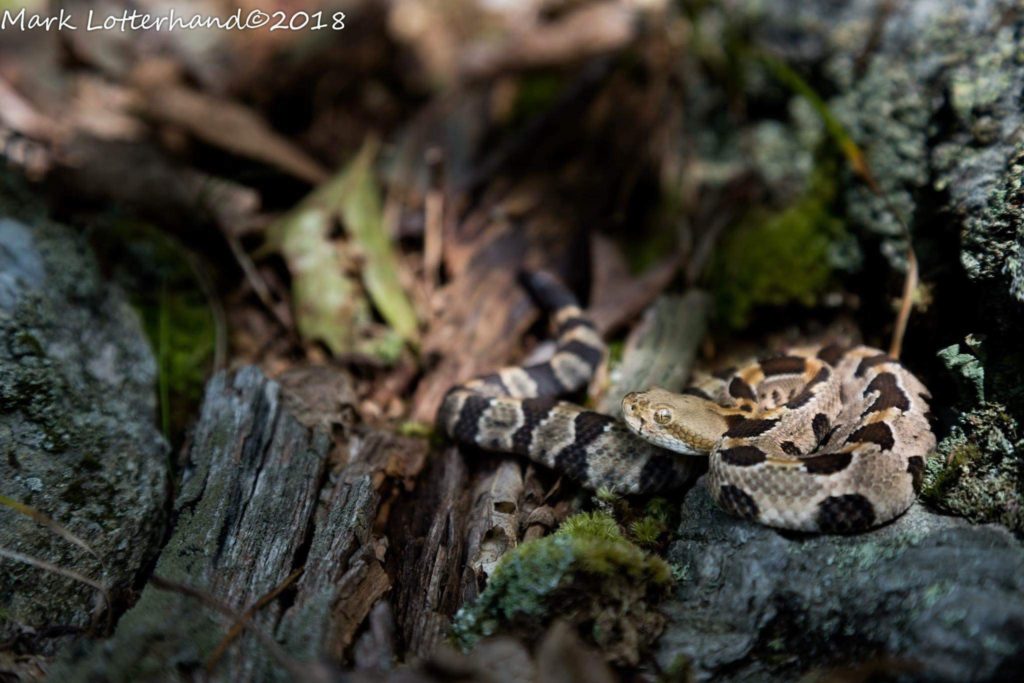 Baby “yellow phase” Timber Rattlesnake (Crotalus horridus) venturing a short distance from its birthing rookery. Found and photographed Oct 2018 by Mark Lotterhand.