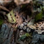 Baby “yellow phase” Timber Rattlesnake (Crotalus horridus) venturing a short distance from its birthing rookery. Found and photographed Oct 2018 by Mark Lotterhand.