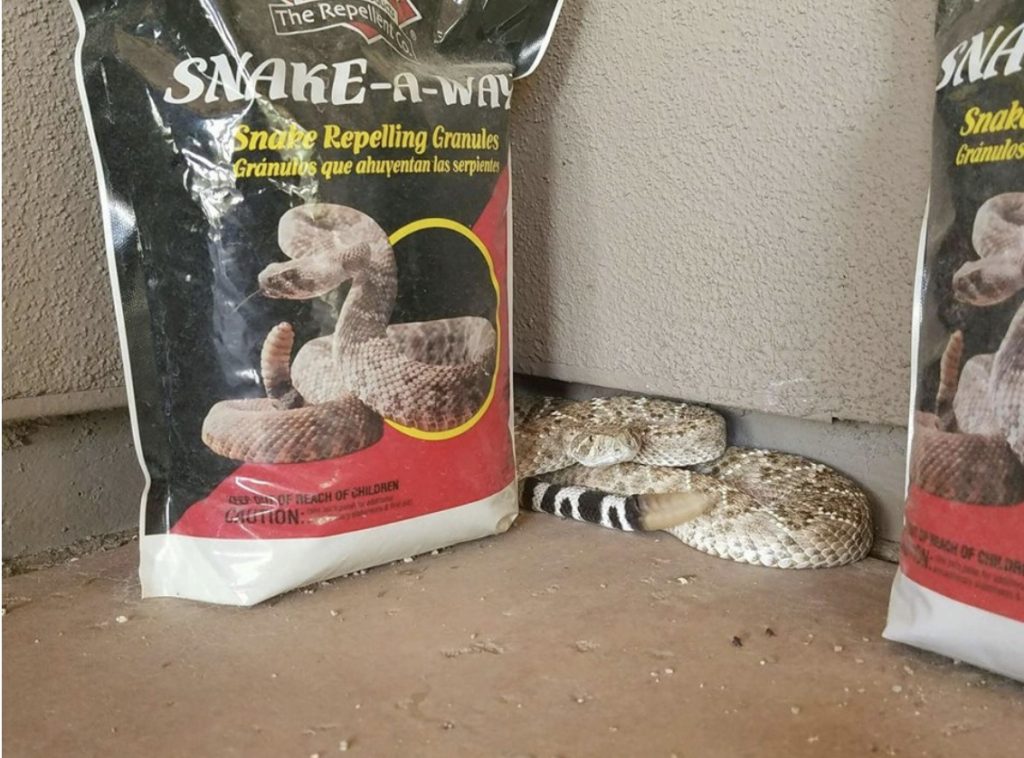 shows a rattlesnake sitting next to a bag of snake away
