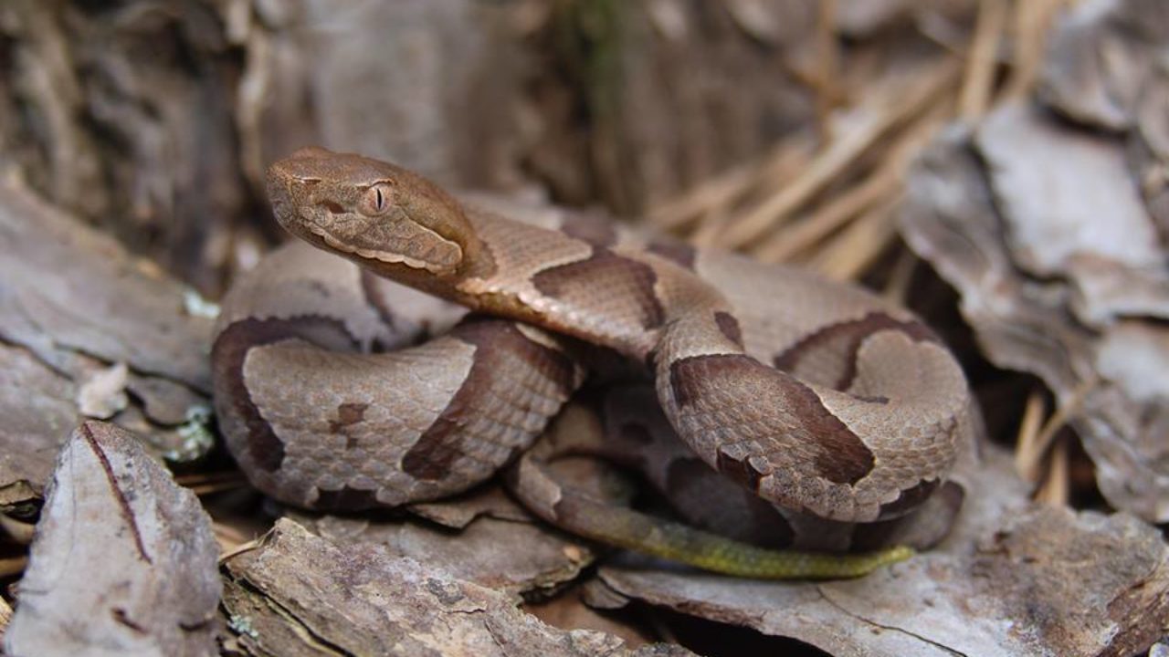 can rattlesnakes smell