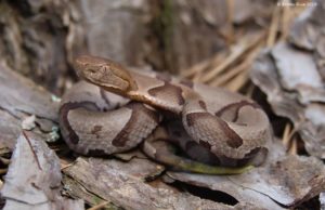 Wild File Q & A: How can snakes climb trees? » CREW Land & Water Trust