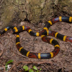 Introduction to U.S. Coralsnakes