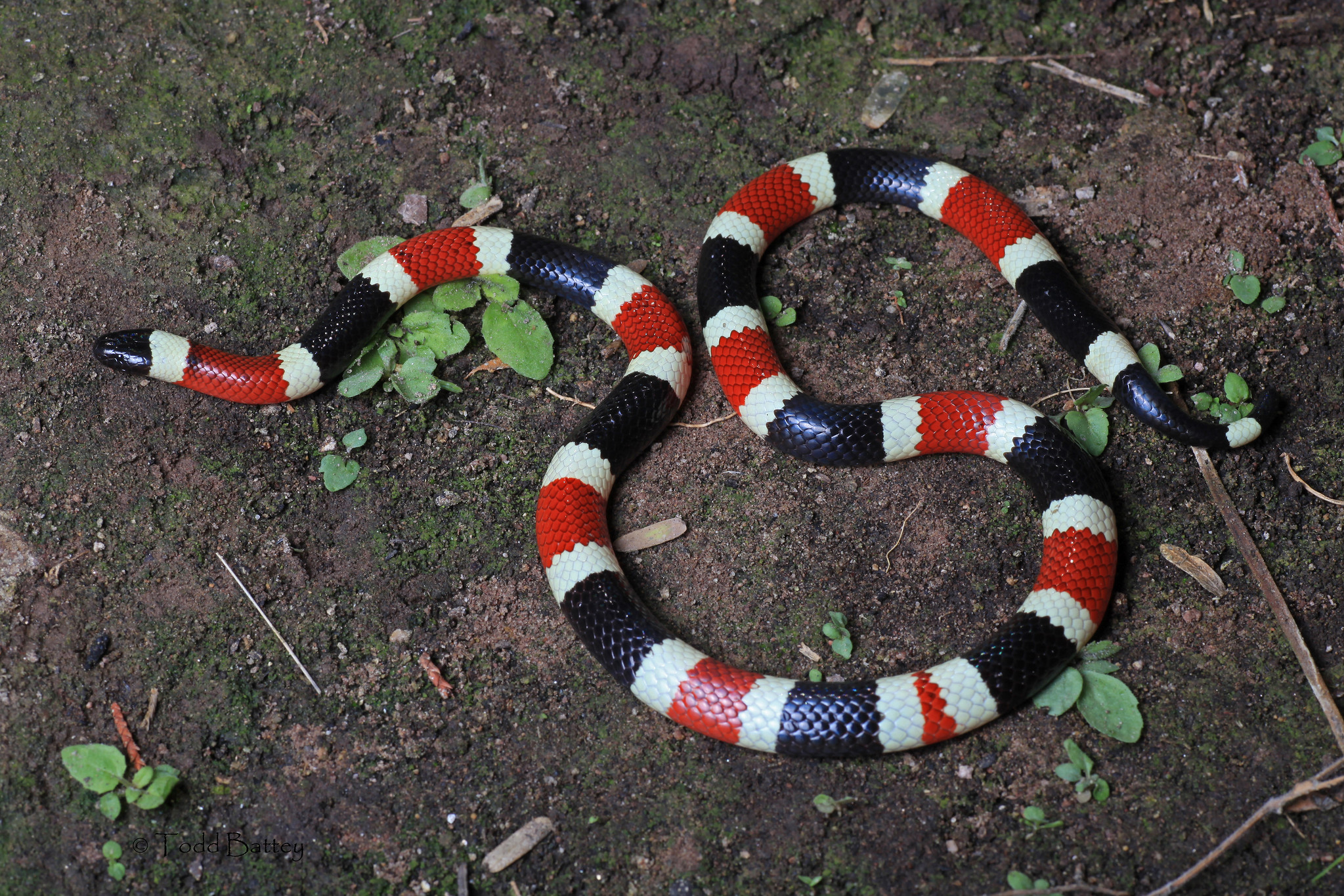 Sonoran Coralsnake (Micruroides euryxanthus) Wild Snakes Education