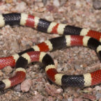 Sonoran Coralsnake (Micruroides euryxanthus)