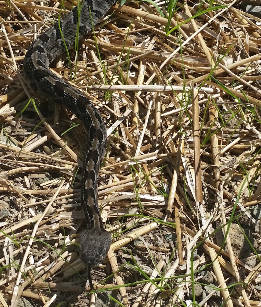 Viperid Spotlight: Timber Rattlesnake (Crotalus Horridus) – Wild Snakes ...