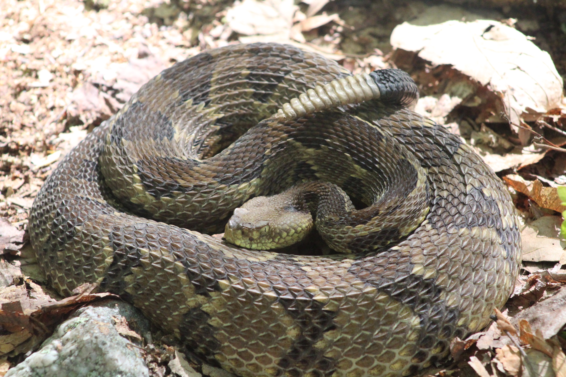 Viperid Spotlight: Timber Rattlesnake (Crotalus horridus) – Wild Snakes ...