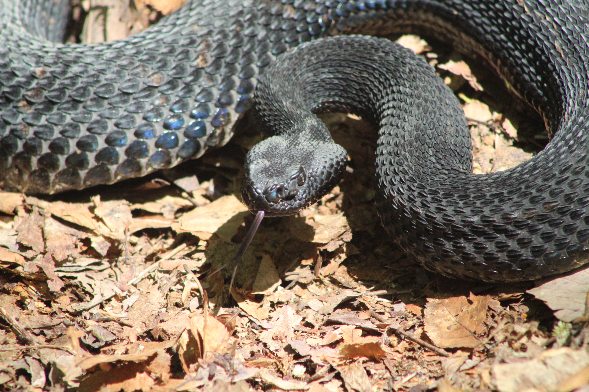 Viperid Spotlight: Timber Rattlesnake (Crotalus Horridus) – Wild Snakes ...