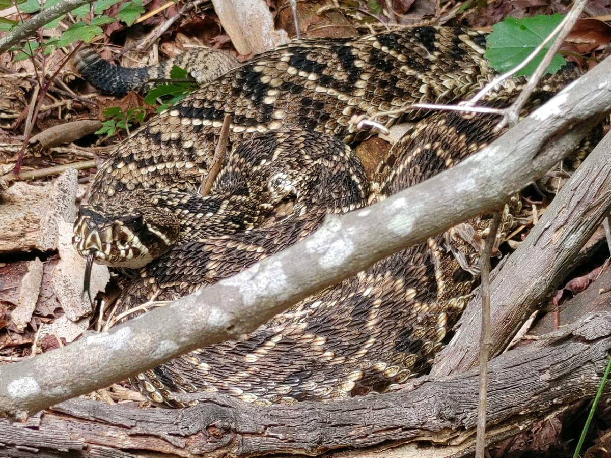 Eastern Diamondback Rattlesnake (Crotalus adamanteus) – Wild Snakes ...