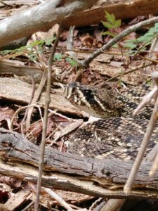 eastern diamondback habitat