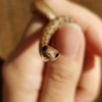 Dekay’s Brown Snake (Storeria dekayi)
