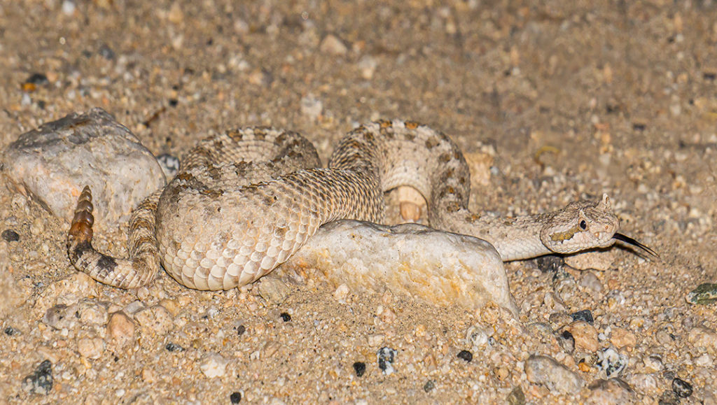 horned pit viper