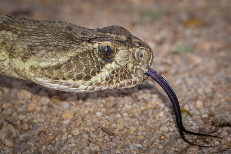 Mojave Rattlesnake (Crotalus scutulatus) – One of the World’s Most ...