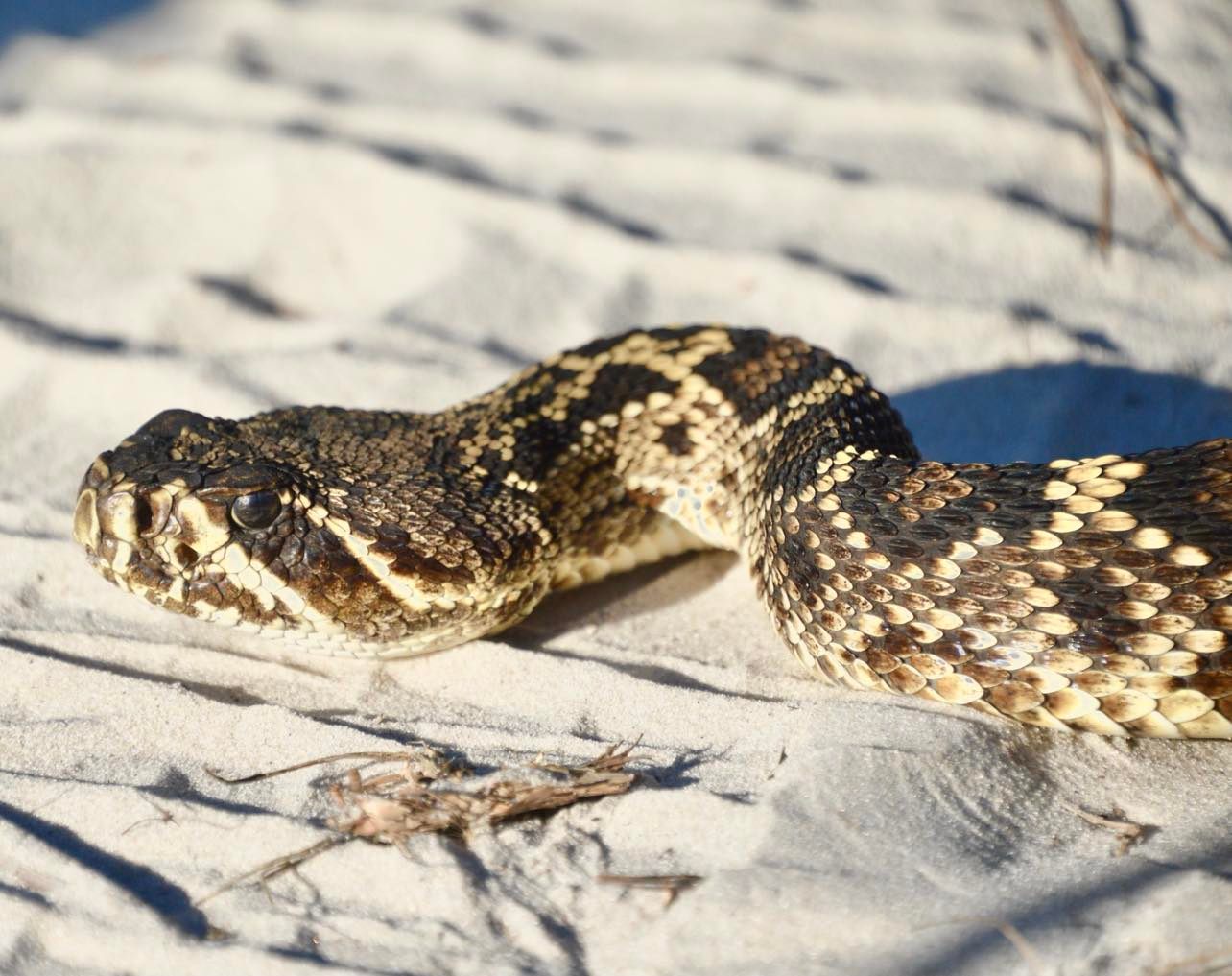 Venomous Snake Catcher, Cottonmouth - North Florida