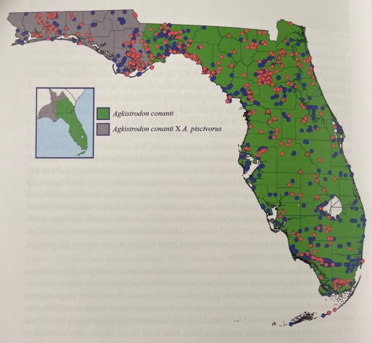 Venomous Snakes Native to Florida Wild Snakes Education and Discussion