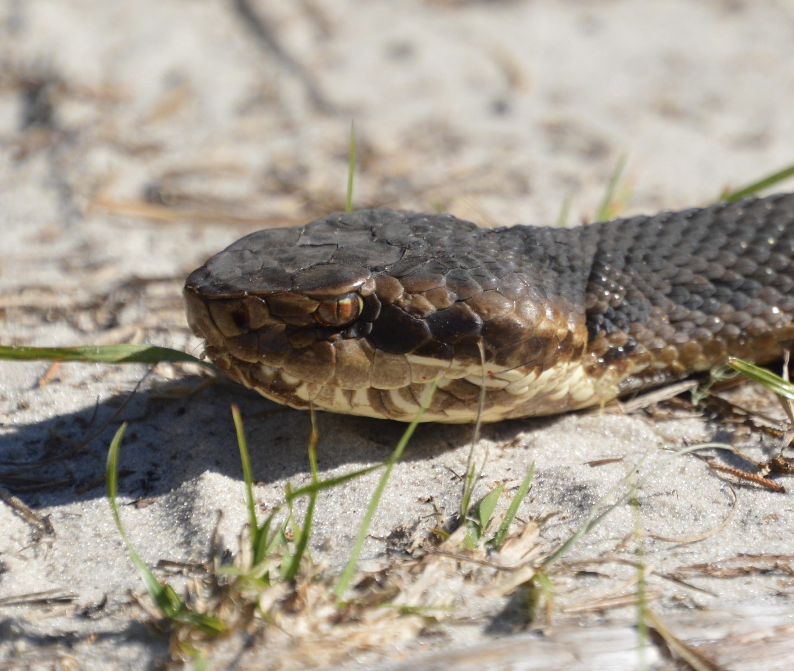 Venomous Snake Catcher, Cottonmouth - North Florida